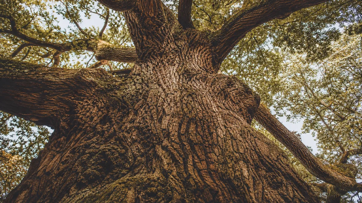 Arbre remarquable en France : définition, critères et sélection